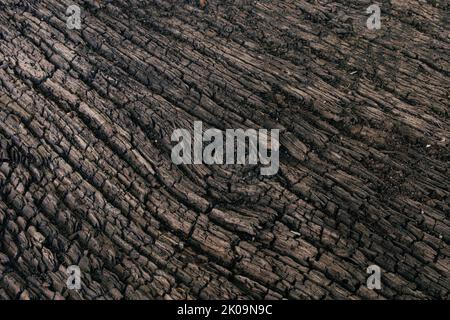 Close up simply seamless background wallpaper with weathered timber structure pattern in detail. Wood texture focused in all of visible surface Stock Photo
