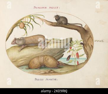 Animalia Qvadrvpedia et Reptilia (Terra): Plate XLI, c. 1575/1580. Stock Photo