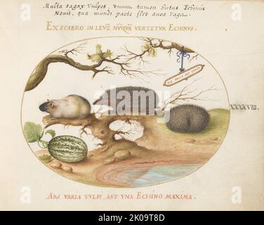 Animalia Qvadrvpedia et Reptilia (Terra): Plate XLVIII, c. 1575/1580. Stock Photo