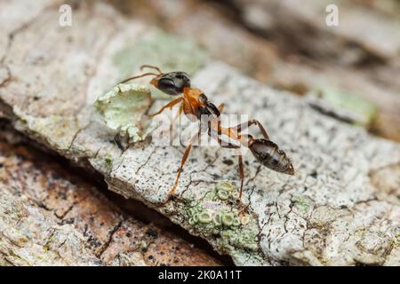 Graceful Twig Ant (Pseudomyrmex gracilis) Stock Photo