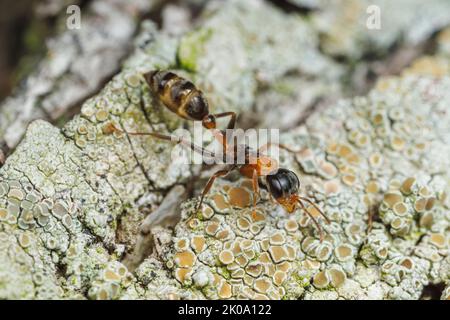 Graceful Twig Ant (Pseudomyrmex gracilis) Stock Photo
