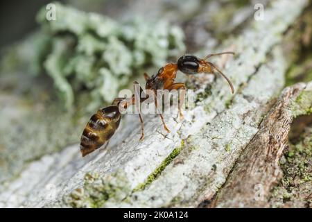 Graceful Twig Ant (Pseudomyrmex gracilis) Stock Photo