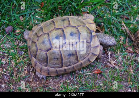 European land turtle moving land near grass Stock Photo