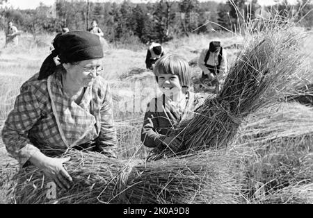 Harvesting time at a collective farm in the USSR (Union of Soviet Socialist Republics). A sixty-year-old collective farmer and her granddaughter Stock Photo