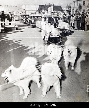 The World in His Arms is a 1952 seafaring adventure film directed by Raoul Walsh and starring Gregory Peck, Ann Blyth and Anthony Quinn. Photograph of Ann Blyth on set in Anchorage, Alaska in a dog sled Stock Photo