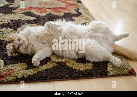 Large Orange and White Cat Rolling Over Stock Photo