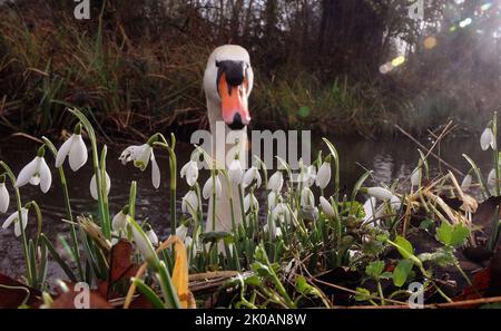 A MUTE SWAN GLIDES PAST A CLUMP OF SNOWDROPS ON THE RIVER TEST AT MOTTISFONT ABBEY, NEAR ROMSEY, HANTS PIC MIKE WALKER,2014 MIKE WALKER PICTURES Stock Photo