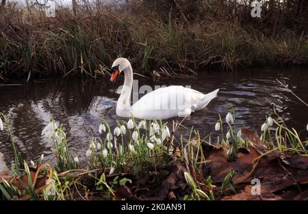 A MUTE SWAN GLIDES PAST A CLUMP OF SNOWDROPS ON THE RIVER TEST AT MOTTISFONT ABBEY, NEAR ROMSEY, HANTS PIC MIKE WALKER,2014 MIKE WALKER PICTURES Stock Photo