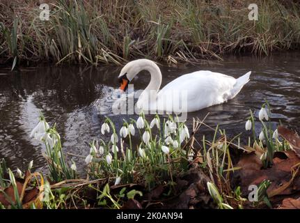 A MUTE SWAN GLIDES PAST A CLUMP OF SNOWDROPS ON THE RIVER TEST AT MOTTISFONT ABBEY, NEAR ROMSEY, HANTS PIC MIKE WALKER,2014 MIKE WALKER PICTURES Stock Photo