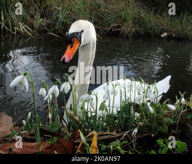 A MUTE SWAN GLIDES PAST A CLUMP OF SNOWDROPS ON THE RIVER TEST AT MOTTISFONT ABBEY, NEAR ROMSEY, HANTS PIC MIKE WALKER,2014 MIKE WALKER PICTURES Stock Photo