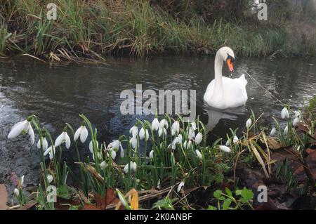 A MUTE SWAN GLIDES PAST A CLUMP OF SNOWDROPS ON THE RIVER TEST AT MOTTISFONT ABBEY, NEAR ROMSEY, HANTS PIC MIKE WALKER,2014 MIKE WALKER PICTURES Stock Photo