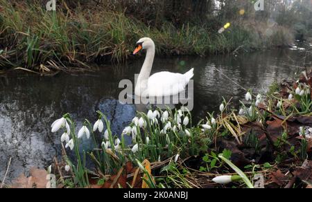 A MUTE SWAN GLIDES PAST A CLUMP OF SNOWDROPS ON THE RIVER TEST AT MOTTISFONT ABBEY, NEAR ROMSEY, HANTS PIC MIKE WALKER,2014 MIKE WALKER PICTURES Stock Photo