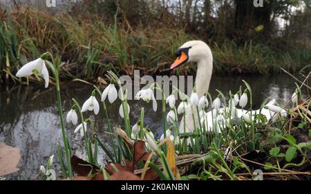 A MUTE SWAN GLIDES PAST A CLUMP OF SNOWDROPS ON THE RIVER TEST AT MOTTISFONT ABBEY, NEAR ROMSEY, HANTS PIC MIKE WALKER,2014 MIKE WALKER PICTURES Stock Photo