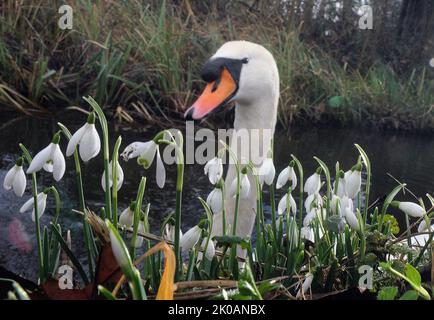 A MUTE SWAN GLIDES PAST A CLUMP OF SNOWDROPS ON THE RIVER TEST AT MOTTISFONT ABBEY, NEAR ROMSEY, HANTS PIC MIKE WALKER,2014 MIKE WALKER PICTURES Stock Photo