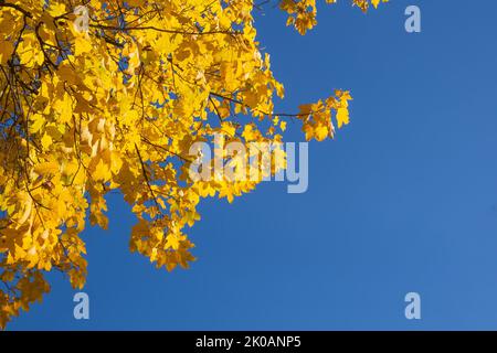 Bright yellowed maple leaves in fall against clear blue sky. Colorful autumn background. Stock Photo