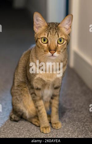 Grey tabby cat looking into the camera Stock Photo