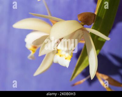Closeup of creamy yellow Cymbidium Boat Orchid flowers, purple blue background colour, Australian coastal garden Stock Photo