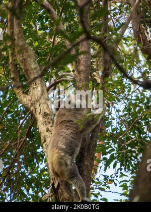 Koalas, an iconic Australian native animal, a marsupial, koala, using it's sharp claws climbing up a tree,  in the bush, unique wildlife Australia Stock Photo