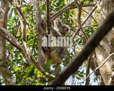 Koalas, an iconic Australian native animal, a marsupial, koala, climbing around in amongst the trees in the bush, unique wildlife Australia Stock Photo