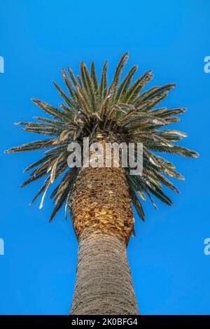 La Jolla, California- Low angle view of a palm tree against the blue sky. View of a tall palm tree from below in a close-up view against the sky. Stock Photo