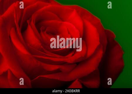 Red Rose with soft focus filter shot in studio with soft box strobe light Stock Photo