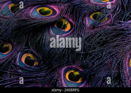 Beautiful and colorful peacock bird feathers dark seamless abstract pattern texture design natural background image concept, colors wallpaper. Stock Photo