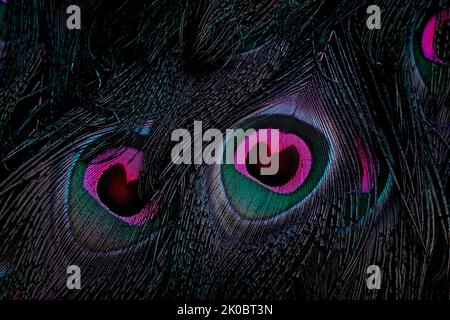 Beautiful and colorful peacock bird feathers seamless abstract pattern texture design natural background image concept, colors wallpaper, color shade. Stock Photo