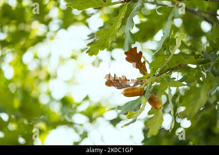 Ripe acorns on oak tree branch. Fall blurred background with oak nuts and leaves. Stock Photo