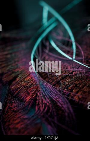 Beautiful and colorful bird feathers closeup abstract lines pattern texture natural background concept, Beautiful color contrast concept, white lines. Stock Photo