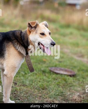 A cheerful big dog with a chain tongue sticking out. Portrait of a dog on a chain that guards the house close-up. A happy pet with its mouth open. Sim Stock Photo