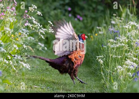 Male Pheasant [ Phasianus colchicus ] displaying on a path though wildflowers Stock Photo