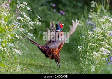 Male Pheasant [ Phasianus colchicus ] displaying on a path though wildflowers Stock Photo