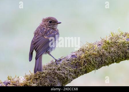 Juvenile European Robin [ Erithacus rubecula ] on mossy log Stock Photo