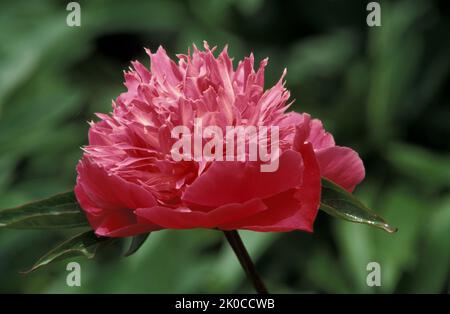 PAEONIA LACTIFLORA HYBRID 'KELWAY'S BRILLIANT' Stock Photo