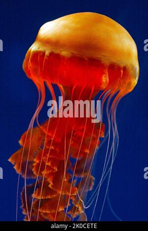 Black Sea Nettle or Big Red Jellyfish (Chrysaora achlyos), British Columbia, Canada, North Pacific Ocean