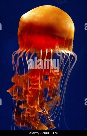 Black Sea Nettle or Big Red Jellyfish (Chrysaora achlyos), British Columbia, Canada, North Pacific Ocean