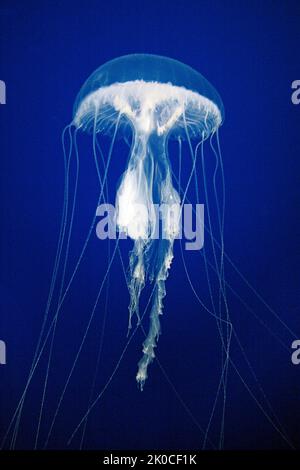 Amakusa Jellyfish, Malayen Jellyfish or Malaien sea nettle (Sanderia malayensis), strong nettle, Mabul, Malaysia