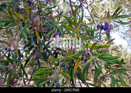 Old Olive tree (Olea europaea) with ripe olives at Limni Keriou, Zakynthos island, Greece, Europe Stock Photo