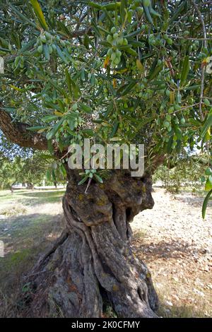 Old Olive tree (Olea europaea) with ripe olives at Limni Keriou, Zakynthos island, Greece, Europe Stock Photo