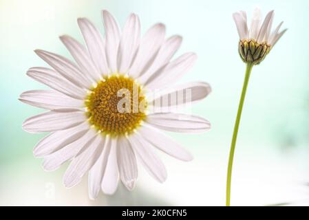 White daisy flowers on light background Stock Photo