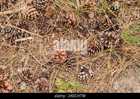 many closed pine cones on the forest floor Stock Photo
