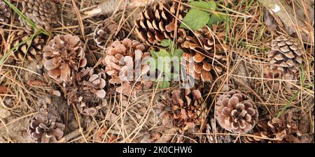 many closed pine cones on the forest floor Stock Photo