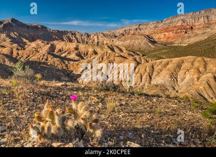 Engelmanns Hedgehog in bloom, Beaver Dam Mtns Wilderness, Cedar Pockets Wash in dist, sunset, Cedar Pocket Rd, Mojave Desert, Arizona Strip, Arizona Stock Photo