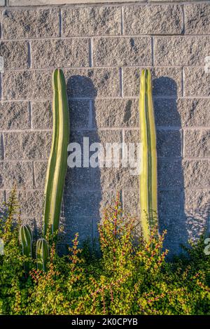Columnar cacti on a planter near the stone wall- Phoenix, Arizona. There are green plants at the bottom along with the columnar cacti against the gray Stock Photo
