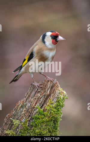A profile close up portrait of a european goldfinch, carduelis,  perched on an old tree stump Stock Photo