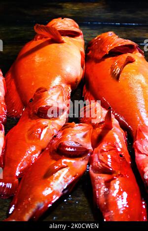 A group of mass marketable fish is called 'coral fish' in South Asia or 'imperial fish' for the purple color. Red bass (Sebastes) Stock Photo