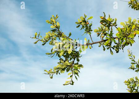 Ripe acorns on oak tree branch against blue sky, copy space. Stock Photo