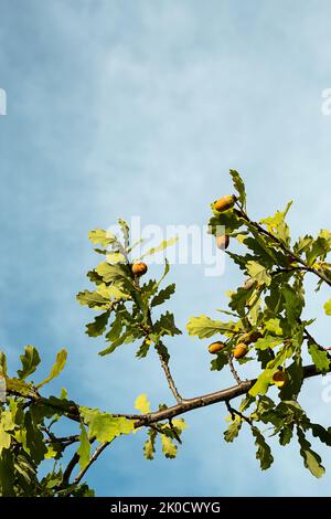 Ripe acorns on oak tree branch against blue sky, copy space. Stock Photo