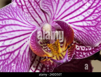Labellum Insects The Anther Cap and Labellum structures of a Moth Orchid flower are to ...