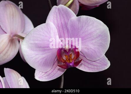 Tropical Orchids such as this Moth Orchid are now produced in vast numbers for the home market. Propagating the dust like seeds was difficult Stock Photo